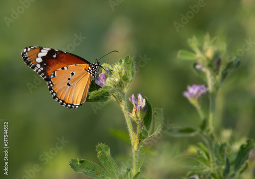 A plain tiger butterfly perched on a flower