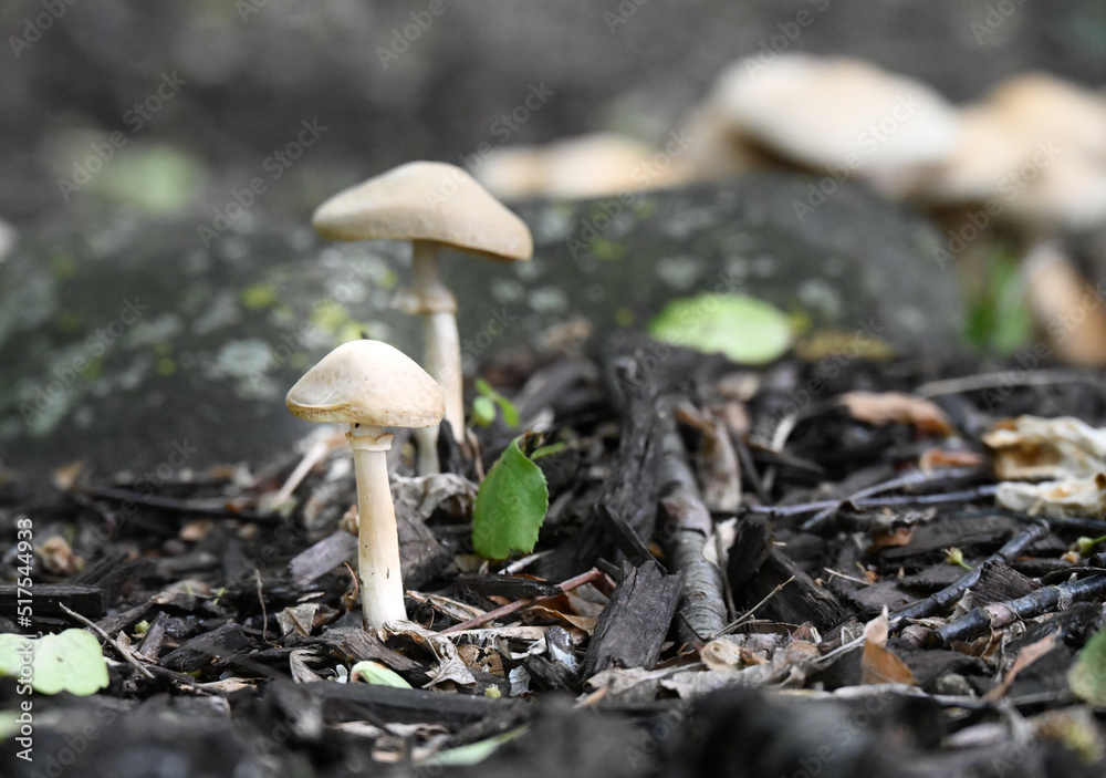White mushrooms on forest floor with lichen spotted stone behind White mushrooms on forest floor with lichen spotted stone behind