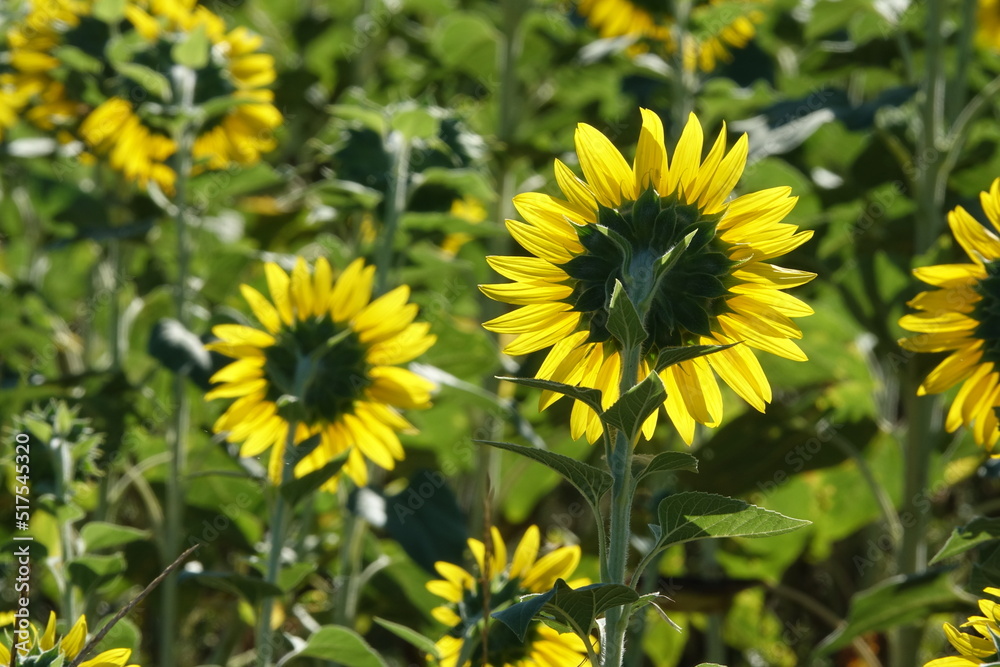 Fototapeta premium Sonnenblumen