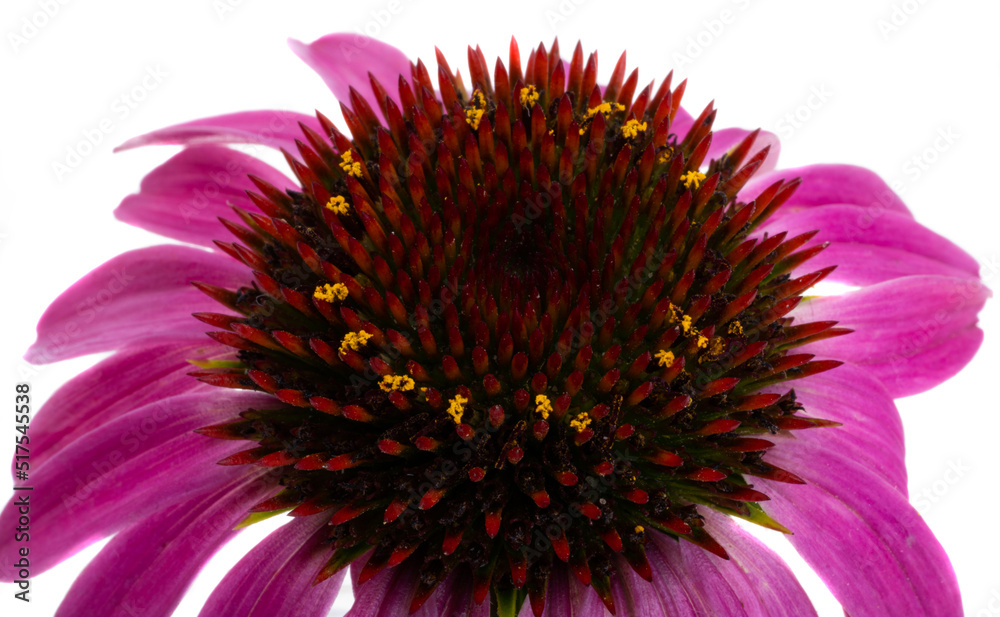 Obraz premium echinacea flower isolated
