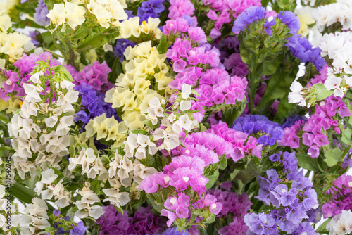 background of colored kermek flowers
