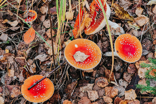 Dangerous fly agaric mushroom close-up. Ingredient for microdosing with psilocybins. photo