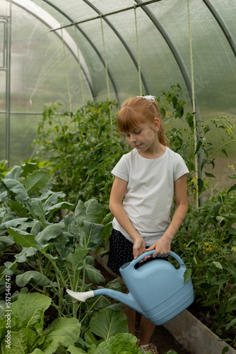 A girl works in a greenhouse with vegetables. Child watering plants with a big blue watering can. Natural vitamin food vegetable. Domestic garden concept. Summer holidays in a village.