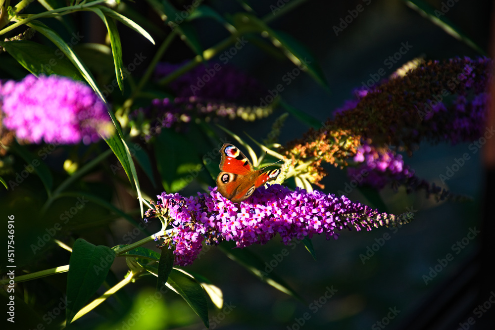 butterfly eat nectar