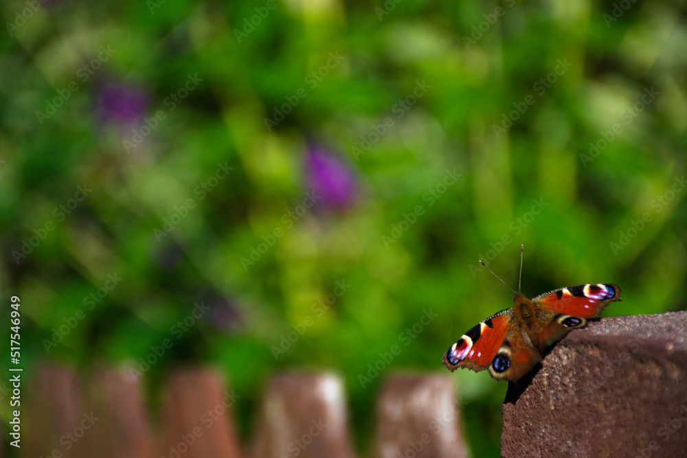butterfly going to catch some budley nectar