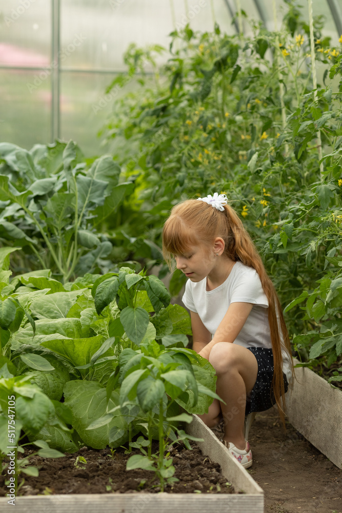 A girl works in a greenhouse with vegetables. Natural vitamin food vegetable. Domestic garden concept. Summer holidays in a village. A girl works in a greenhouse with vegetables. Natural vitamin food vegetable. Domestic garden concept. Summer holidays in a village.