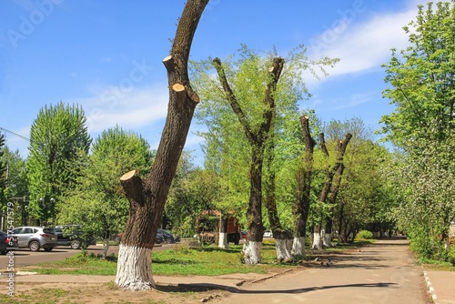 Spring pruning of tall trees, urban landscaping