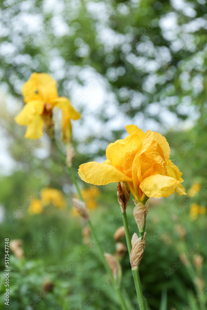 Beautiful blooming iris plants with yellow flowers growing in garden, space for text