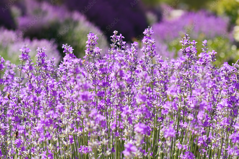 Fototapeta premium Beautiful lavender flowers growing in field, closeup