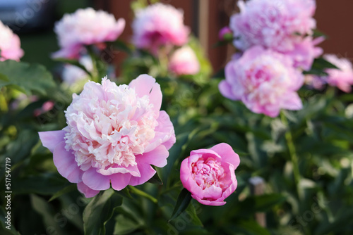 Fototapeta Naklejka Na Ścianę i Meble -  Blooming peony plant with beautiful pink flowers outdoors, closeup. Space for text