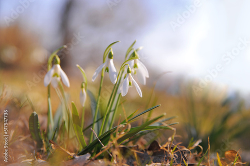 Fresh snowdrop flowers growing outdoors, space for text. Spring season