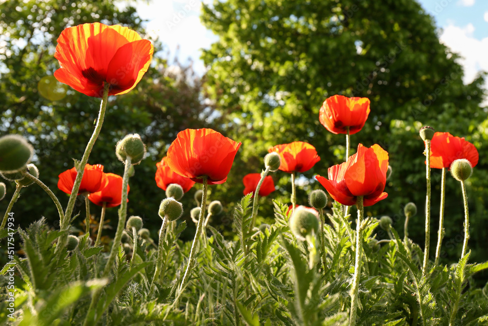 Obraz premium Beautiful red poppy flowers outdoors on sunny day, low angle view