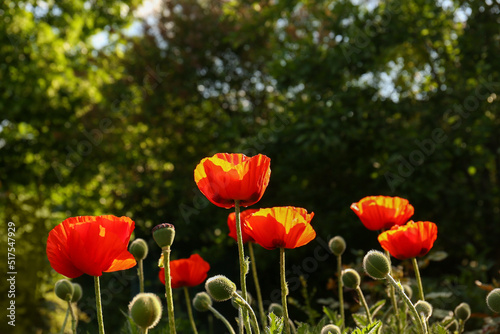 Beautiful red poppy flowers outdoors on sunny day