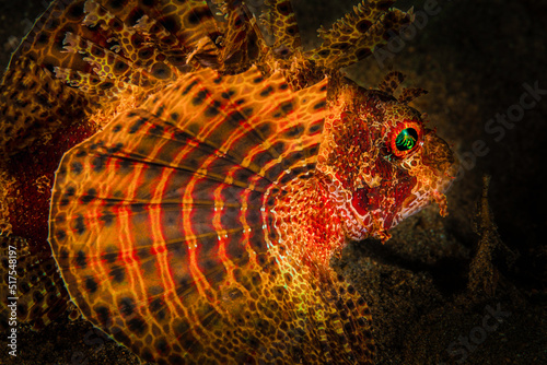 Orange Fuzzy Dwarf Lionfish or Dendrochirus brachypterus on a diving photo photo