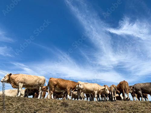 Cows calf bull herd. Dozens of cows on the hill with blue sky on background. animals in nature