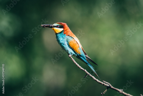 Merops apiaster with caught food on a tree