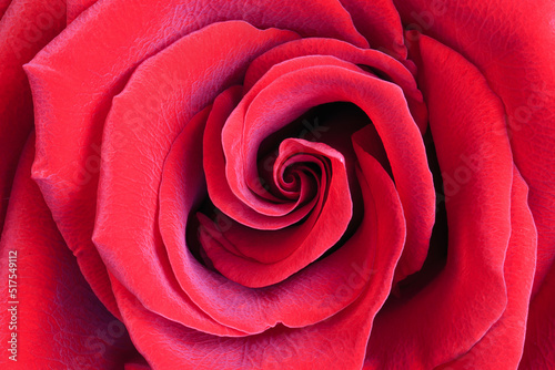 Close-up of a red rose. Flower rose with red petals.