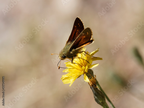 (Hesperia comma) Hespérie comma ou la virgule, ailes brun orangé, tâches jaune clair à androconie noire en arête photo