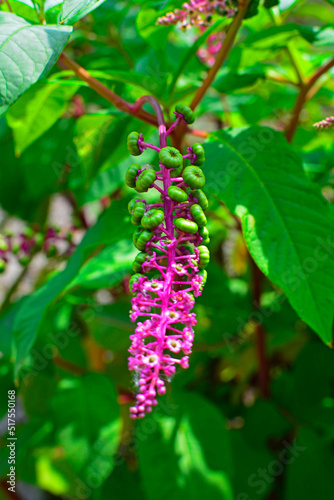 zielone owoce szkarłatki na różowym pędzie, Szkarłatka amerykańska (Phytolacca americana)