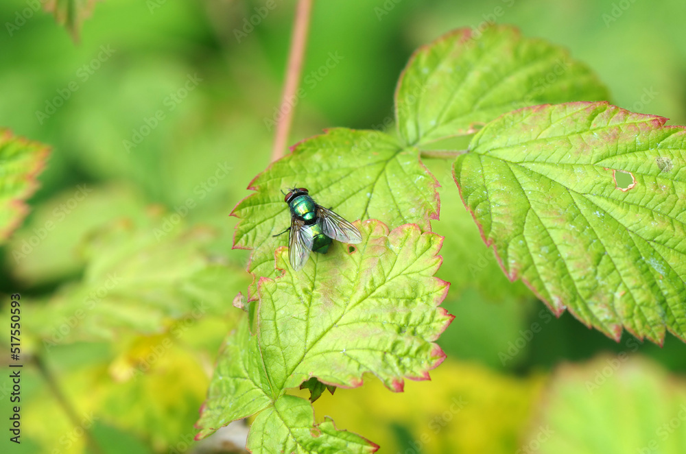 An insect with wings sits on a green leaf An insect with wings sits on a green leaf