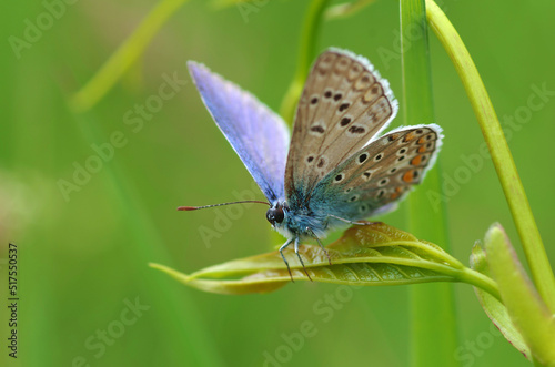 Blue butterfly bruise on a leaf