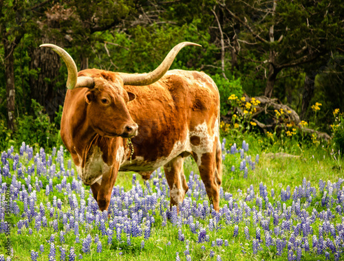 longhorn 5 photo