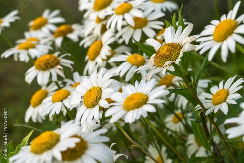 Floral background from a large number of field daisies.