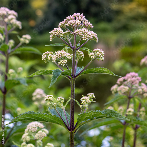 Blooming Spotted Joe Pyeweed (Eutrochium maculatum) flowers in white and pink with mint shape leaves at Jamaica Plain, Massachusetts, USA photo