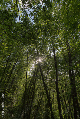 Tall trees in spring and green foliage  with sun filtering through the leaves