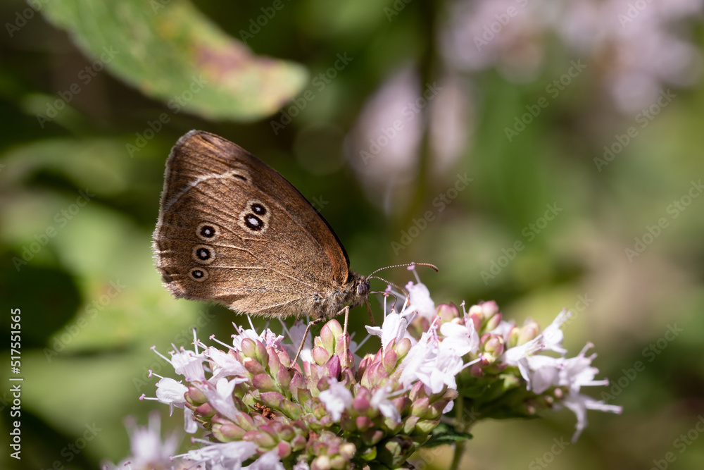 Fototapeta premium Schornsteinfeger bzw. Brauner Waldvogel (Aphantopus hyperantus)