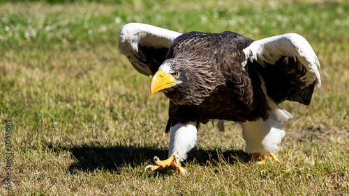 Steller s Sea Eagle in the grass