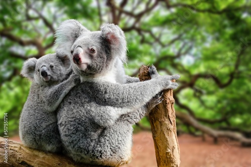 Koala With A Cub in the Forest