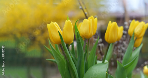 Yellow tulips in the garden