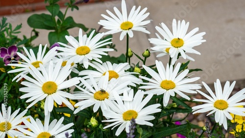 Close Up Common Daisy Flowers And Leaves 