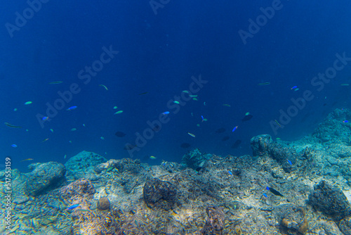 Fototapeta Naklejka Na Ścianę i Meble -  Maldivian coral reef edge with the open ocean with native tropical fish swimming in rays of sunlight - Side on 