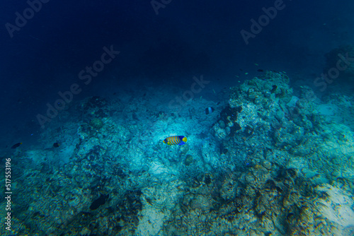 Regal angelfish skirts along the edge of the reef in the Maldives  © Mustard Assets