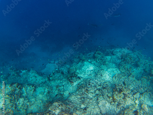 Maldivian coral reef edge with the open ocean with native tropical fish swimming in rays of sunlight - Top down