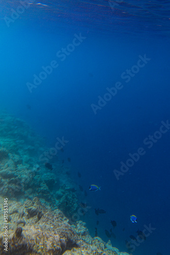 Maldivian reefs edge with tropical fish (Blue surgeonfish) swirling about - Portrait with Copy Space 