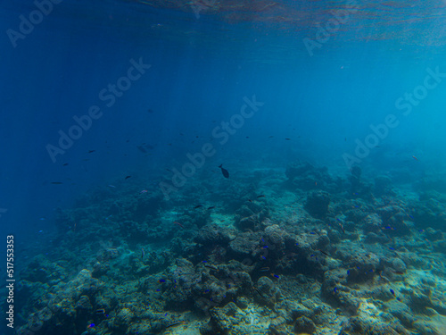 Fish highlighted by sunrays at a reefs edge in the Maldives