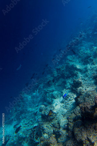 Maldivian reefs edge with tropical fish (Blue surgeonfish) swirling about - Portrait 