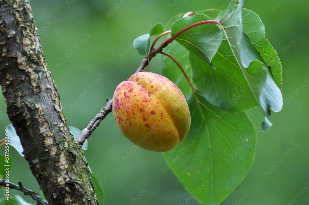 Apricots are ripening on a tree branch Apricots are ripening on a tree branch
