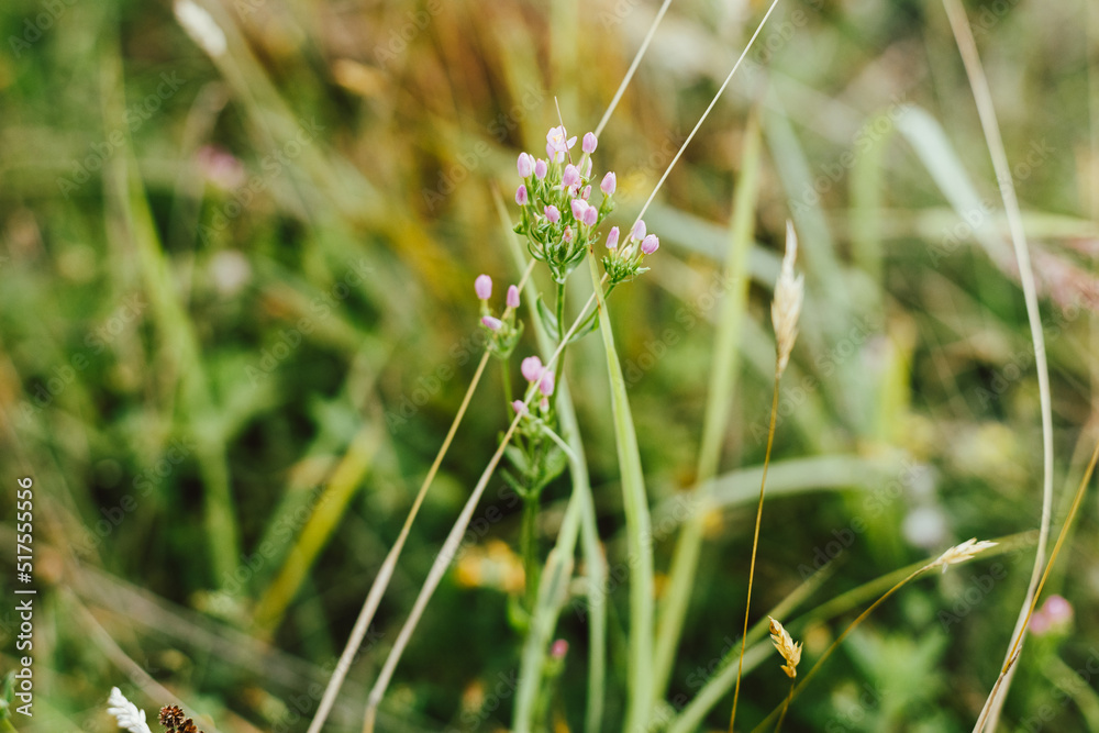 Wildflowers in summer meadow. Pink flowers close up in countryside. Centaurium erythraea. Wild flowers and herbs close up in evening sunshine, atmospheric image Wildflowers in summer meadow. Pink flowers close up in countryside. Centaurium erythraea. Wild flowers and herbs close up in evening sunshine, atmospheric image