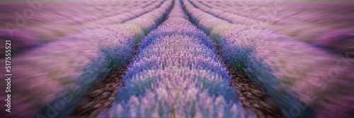 camera zooming with blur effect on a field of lavender with the line of the rows disappearing into the horizon, panoramic shot of a lavender flower plantation in full bloom, selective focuscamera zoom photo