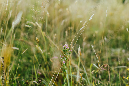 Wildflowers in summer meadow. Pink flowers close up in countryside. Centaurium erythraea. Wild flowers and herbs close up in evening sunshine, atmospheric image © sonyachny