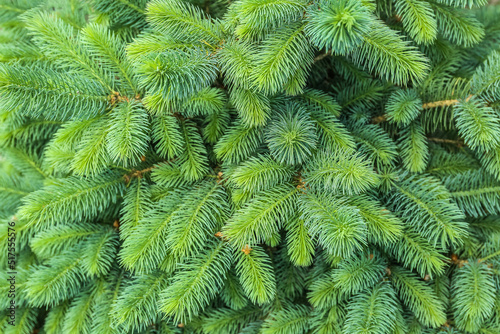 Closeup view of pine tree b...