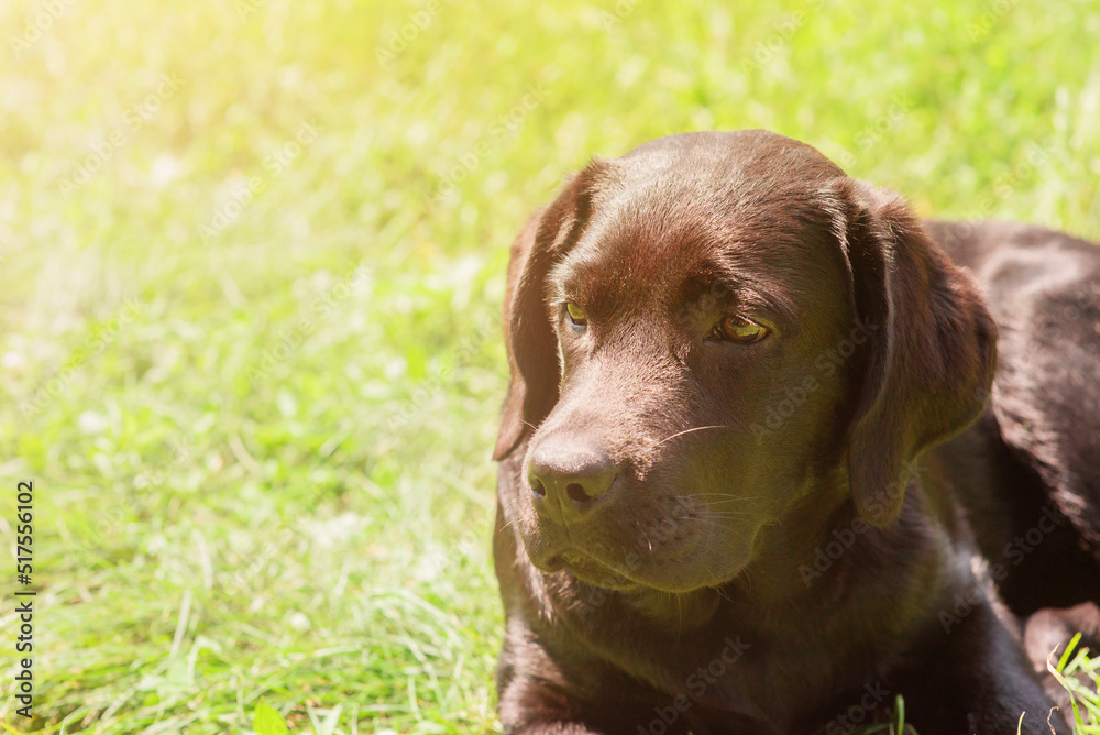 Labrador retriever dog lies on green grass on a sunny day. Puppy, pet.