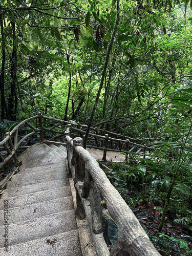 bridge in the forest
