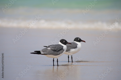 Laughing gull (Leucophaeus atricilla) - two gulls standing on the beach, Miami Beach, Florida
