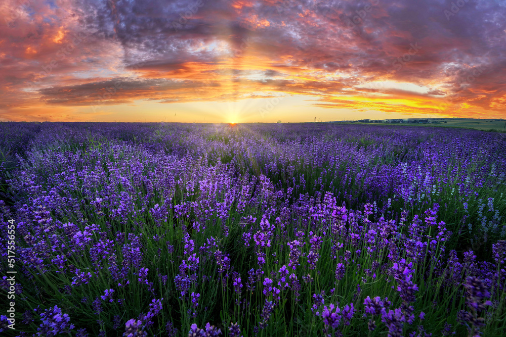 Fototapeta premium Beautiful summer sunset over lavender field