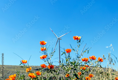 poppy flowers and wind turbine, renewable energy